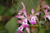 Ausstellung-Internationale-Orchideen-Welt-Bad-Salzuflen-NRW-2014-140302-DSC_0091.jpg