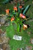 Ausstellung-Internationale-Orchideen-Welt-Bad-Salzuflen-NRW-2014-140302-DSC_0095.jpg