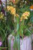 Ausstellung-Internationale-Orchideen-Welt-Bad-Salzuflen-NRW-2014-140302-DSC_0101.jpg