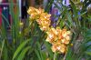 Ausstellung-Internationale-Orchideen-Welt-Bad-Salzuflen-NRW-2014-140302-DSC_0105.jpg