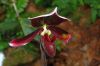 Ausstellung-Internationale-Orchideen-Welt-Bad-Salzuflen-NRW-2014-140302-DSC_0123.jpg