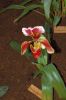 Ausstellung-Internationale-Orchideen-Welt-Bad-Salzuflen-NRW-2014-140302-DSC_0146.jpg