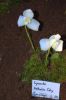 Ausstellung-Internationale-Orchideen-Welt-Bad-Salzuflen-NRW-2014-140302-DSC_0157.jpg