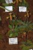 Ausstellung-Internationale-Orchideen-Welt-Bad-Salzuflen-NRW-2014-140302-DSC_0161.jpg