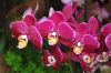 Ausstellung-Internationale-Orchideen-Welt-Bad-Salzuflen-NRW-2014-140302-DSC_0183.jpg