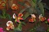 Ausstellung-Internationale-Orchideen-Welt-Bad-Salzuflen-NRW-2014-140302-DSC_0186.jpg