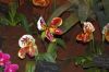 Ausstellung-Internationale-Orchideen-Welt-Bad-Salzuflen-NRW-2014-140302-DSC_0187.jpg