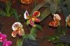 Ausstellung-Internationale-Orchideen-Welt-Bad-Salzuflen-NRW-2014-140302-DSC_0187.jpg