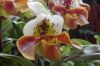Ausstellung-Internationale-Orchideen-Welt-Bad-Salzuflen-NRW-2014-140302-DSC_0197.jpg