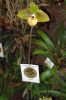Ausstellung-Internationale-Orchideen-Welt-Bad-Salzuflen-NRW-2014-140302-DSC_0228.jpg