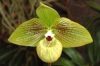 Ausstellung-Internationale-Orchideen-Welt-Bad-Salzuflen-NRW-2014-140302-DSC_0229.jpg