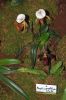 Ausstellung-Internationale-Orchideen-Welt-Bad-Salzuflen-NRW-2014-140302-DSC_0232.jpg