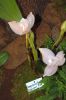 Ausstellung-Internationale-Orchideen-Welt-Bad-Salzuflen-NRW-2014-140302-DSC_0234.jpg