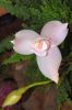 Ausstellung-Internationale-Orchideen-Welt-Bad-Salzuflen-NRW-2014-140302-DSC_0235.jpg