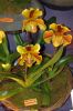 Ausstellung-Internationale-Orchideen-Welt-Bad-Salzuflen-NRW-2014-140302-DSC_0249.jpg