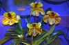 Ausstellung-Internationale-Orchideen-Welt-Bad-Salzuflen-NRW-2014-140302-DSC_0250.jpg