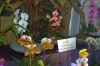Ausstellung-Internationale-Orchideen-Welt-Bad-Salzuflen-NRW-2014-140302-DSC_0253.jpg
