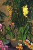 Ausstellung-Internationale-Orchideen-Welt-Bad-Salzuflen-NRW-2014-140302-DSC_0254.jpg