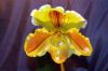 Ausstellung-Internationale-Orchideen-Welt-Bad-Salzuflen-NRW-2014-140302-DSC_0256.jpg