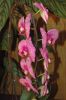 Ausstellung-Internationale-Orchideen-Welt-Bad-Salzuflen-NRW-2014-140302-DSC_0257.jpg