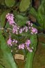 Ausstellung-Internationale-Orchideen-Welt-Bad-Salzuflen-NRW-2014-140302-DSC_0260.jpg