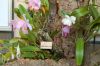 Ausstellung-Internationale-Orchideen-Welt-Bad-Salzuflen-NRW-2014-140302-DSC_0261.jpg