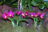 Ausstellung-Internationale-Orchideen-Welt-Bad-Salzuflen-NRW-2014-140302-DSC_0298.jpg