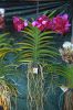 Ausstellung-Internationale-Orchideen-Welt-Bad-Salzuflen-NRW-2014-140302-DSC_0300.jpg