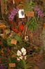 Ausstellung-Internationale-Orchideen-Welt-Bad-Salzuflen-NRW-2014-140302-DSC_0312.jpg
