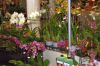 Ausstellung-Internationale-Orchideen-Welt-Bad-Salzuflen-NRW-2014-140302-DSC_0318.jpg