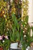 Ausstellung-Internationale-Orchideen-Welt-Bad-Salzuflen-NRW-2014-140302-DSC_0319.jpg
