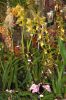 Ausstellung-Internationale-Orchideen-Welt-Bad-Salzuflen-NRW-2014-140302-DSC_0320.jpg