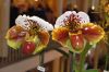Ausstellung-Internationale-Orchideen-Welt-Bad-Salzuflen-NRW-2014-140302-DSC_0326.jpg