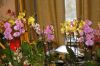 Ausstellung-Internationale-Orchideen-Welt-Bad-Salzuflen-NRW-2014-140302-DSC_0338.jpg
