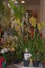 Ausstellung-Internationale-Orchideen-Welt-Bad-Salzuflen-NRW-2014-140302-DSC_0339.jpg