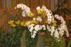 Ausstellung-Internationale-Orchideen-Welt-Bad-Salzuflen-NRW-2014-140302-DSC_0341.jpg
