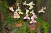 Ausstellung-Internationale-Orchideen-Welt-Bad-Salzuflen-NRW-2014-140302-DSC_0342.jpg