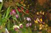 Ausstellung-Internationale-Orchideen-Welt-Bad-Salzuflen-NRW-2014-140302-DSC_0346.jpg