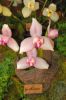 Ausstellung-Internationale-Orchideen-Welt-Bad-Salzuflen-NRW-2014-140302-DSC_0347.jpg