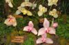 Ausstellung-Internationale-Orchideen-Welt-Bad-Salzuflen-NRW-2014-140302-DSC_0348.jpg