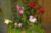 Ausstellung-Internationale-Orchideen-Welt-Bad-Salzuflen-NRW-2014-140302-DSC_0349.jpg