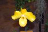 Ausstellung-Internationale-Orchideen-Welt-Bad-Salzuflen-NRW-2014-140302-DSC_0351.jpg