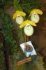 Ausstellung-Internationale-Orchideen-Welt-Bad-Salzuflen-NRW-2014-140302-DSC_0352.jpg