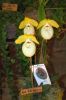 Ausstellung-Internationale-Orchideen-Welt-Bad-Salzuflen-NRW-2014-140302-DSC_0355.jpg