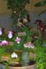 Ausstellung-Internationale-Orchideen-Welt-Bad-Salzuflen-NRW-2014-140302-DSC_0358.jpg