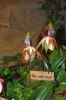 Ausstellung-Internationale-Orchideen-Welt-Bad-Salzuflen-NRW-2014-140302-DSC_0359.jpg