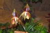 Ausstellung-Internationale-Orchideen-Welt-Bad-Salzuflen-NRW-2014-140302-DSC_0360.jpg