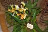 Ausstellung-Internationale-Orchideen-Welt-Bad-Salzuflen-NRW-2014-140302-DSC_0361.jpg