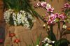 Ausstellung-Internationale-Orchideen-Welt-Bad-Salzuflen-NRW-2014-140302-DSC_0362.jpg