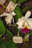 Ausstellung-Internationale-Orchideen-Welt-Bad-Salzuflen-NRW-2014-140302-DSC_0365.jpg